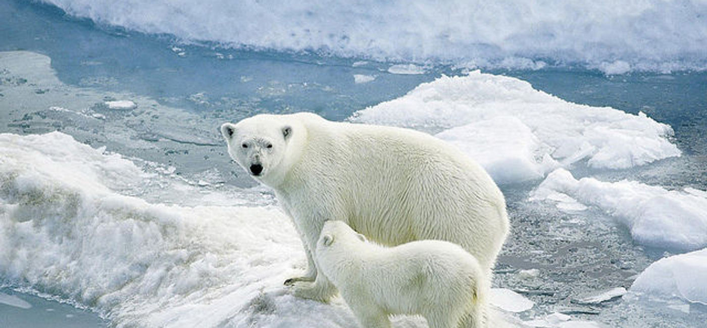 Image: PHOTO: Sail into the arctic land of the polar bear with Poseidon.  (photo via Flickr/sheilapic76)