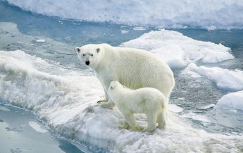 Adult juvenile polar bear ice floe
