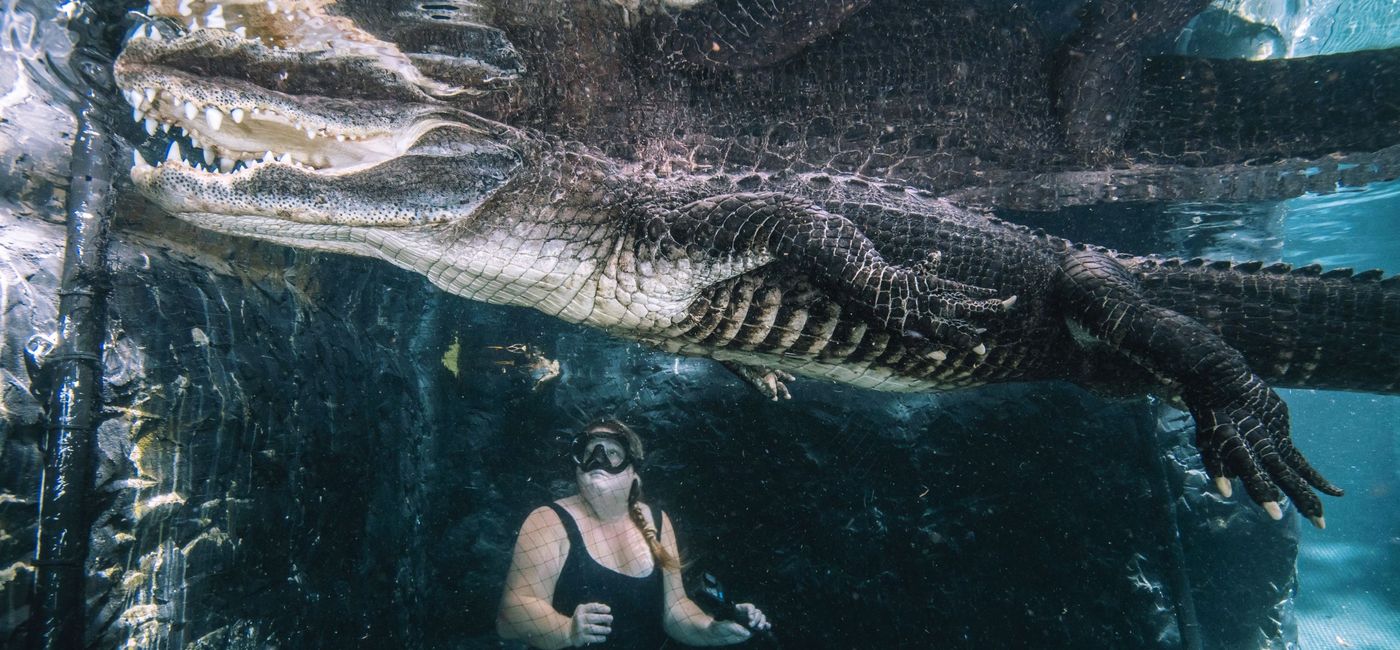 Image: Alligator viewing at Everglades Outpost. (photo by Jessica Kelly)