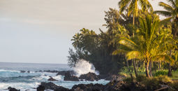 Waves crashing on black rock coast with palm trees at sunset