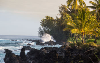 Waves crashing on black rock coast with palm trees at sunset