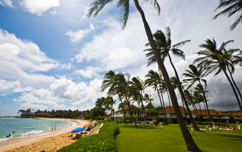 grassy area with palm trees near beach with ocean waves