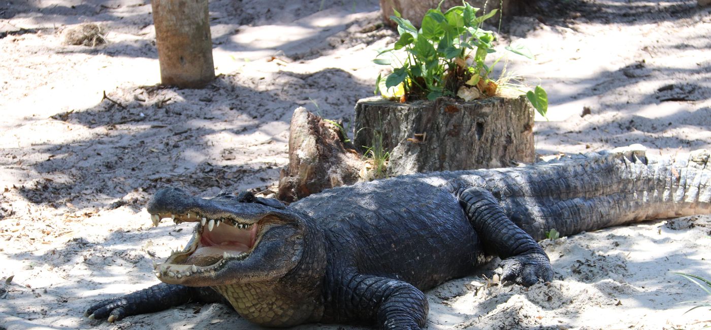 Image: Alligator at St. Augustine's Alligator Farm. (Photo by Chadd Scott)