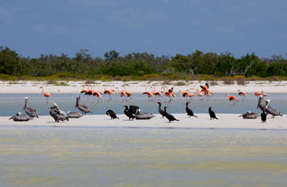 Estos manglares, en conjunto con las dunas costeras y rodeados por aguas cristalinas, conforman un paraíso único. (photo: Las Nubes Holbox)