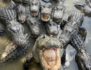 Everglades Alligator Farm, Florida