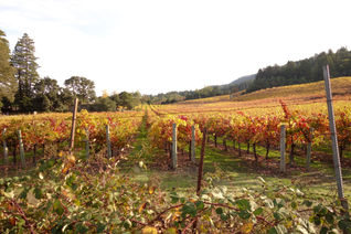 Vineyard field in Sonoma County wine country at Jack London State Historic Park