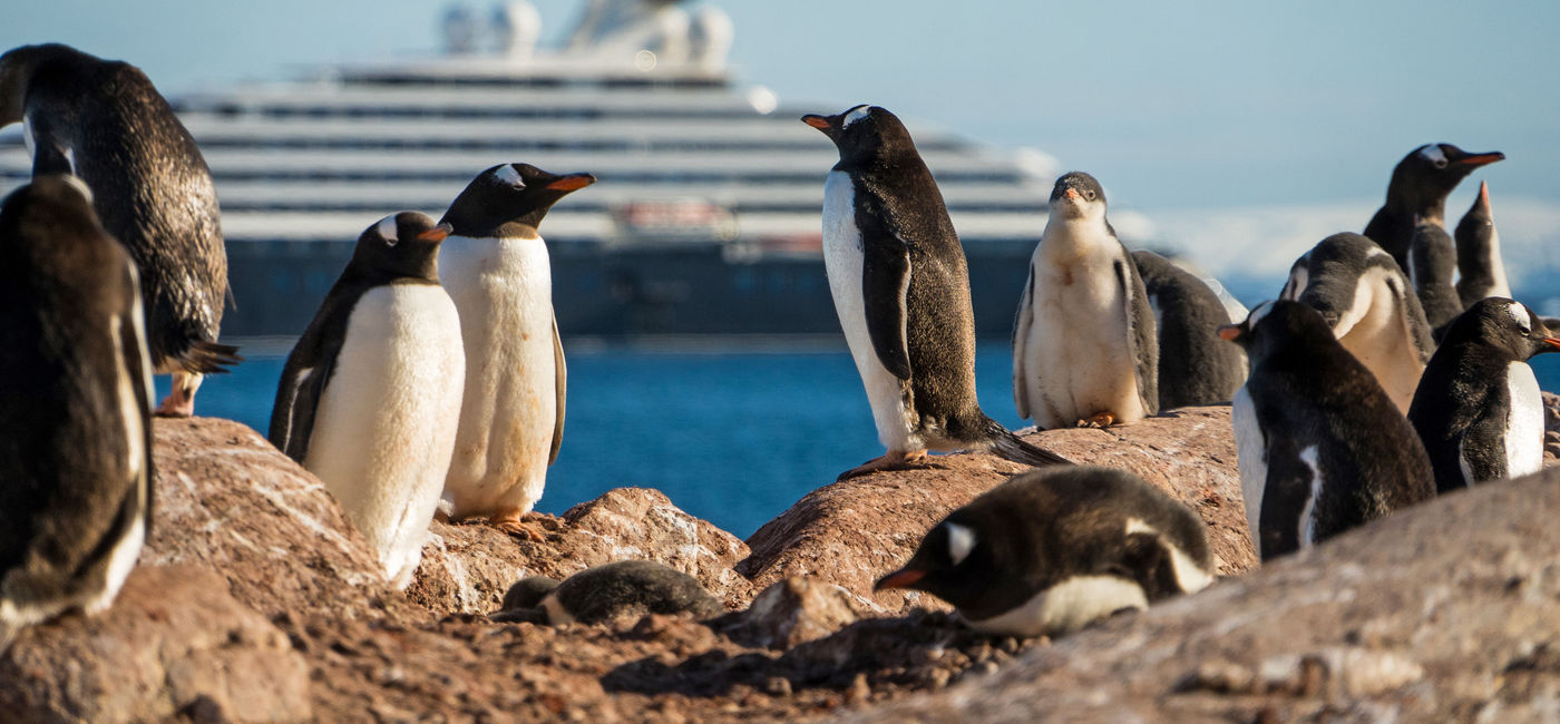 Image: The Scenic Eclipse sails behind a group of Gentoo penguins in Cuverville, Antarctica. (photo via Scenic Luxury Cruises & Tours) ((photo via Scenic Luxury Cruises & Tours))
