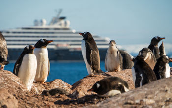 Cuverville, Antarctica, Antarctica expedition cruise, Antarctica cruise, Scenic Luxury Cruises & Tours, Scenic Eclipse, penguins, antarctica wildlife