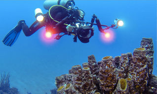 Scuba diving in Saba