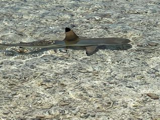 shark off motu from Rangiroa