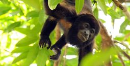 Enjoy a Winter Getaway in Costa Rica with Exodus Adventure Travels