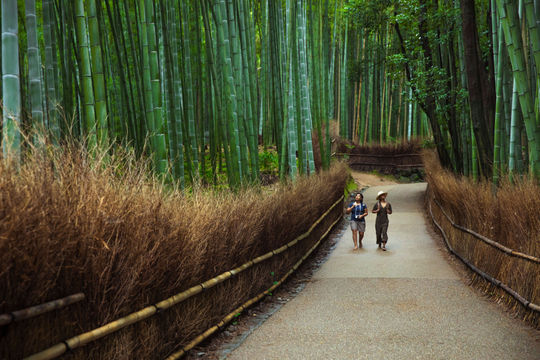 Kyoto, Japan, Bamboo forest, Arashiyama bamboo forest, G Adventures