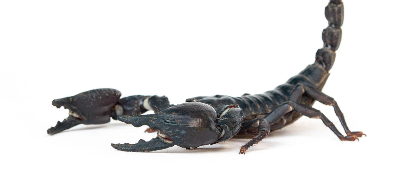 Image: PHOTO: It's not known whether the venomous scorpions were deadly. (photo via Yutthasart Yanakornsiri/iStock/Getty Images Plus)