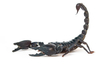 A scorpion