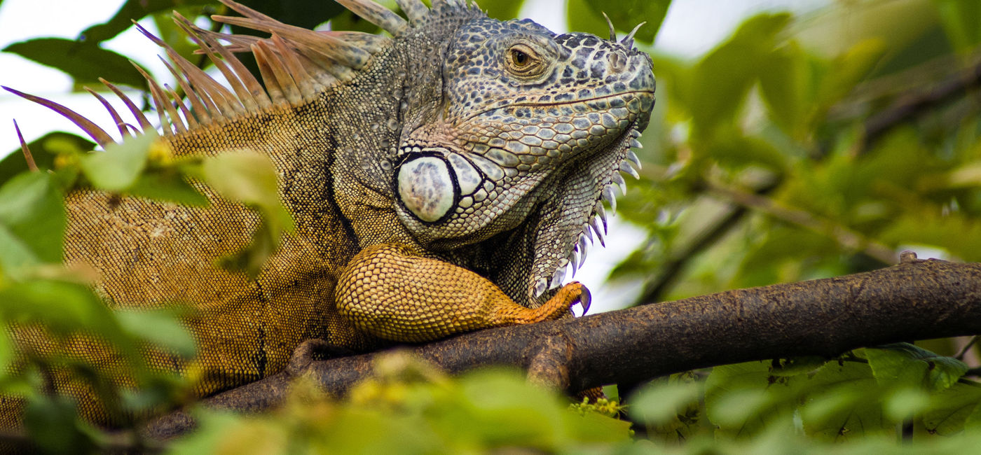 Image: The great biodiversity of the jungle of the Yucatan Peninsula, in Mexico, includes a large number of reptile species. (Photo via Puerto Vallarta Tourism Board).