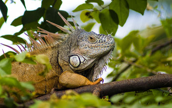 iguana in Puerto Vallarta