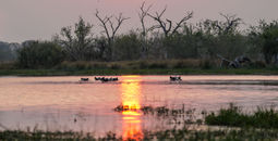 Botswana, Africa, Hippos, Sunrise, Safari