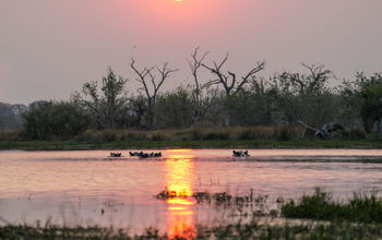 Botswana, Africa, Hippos, Sunrise, Safari