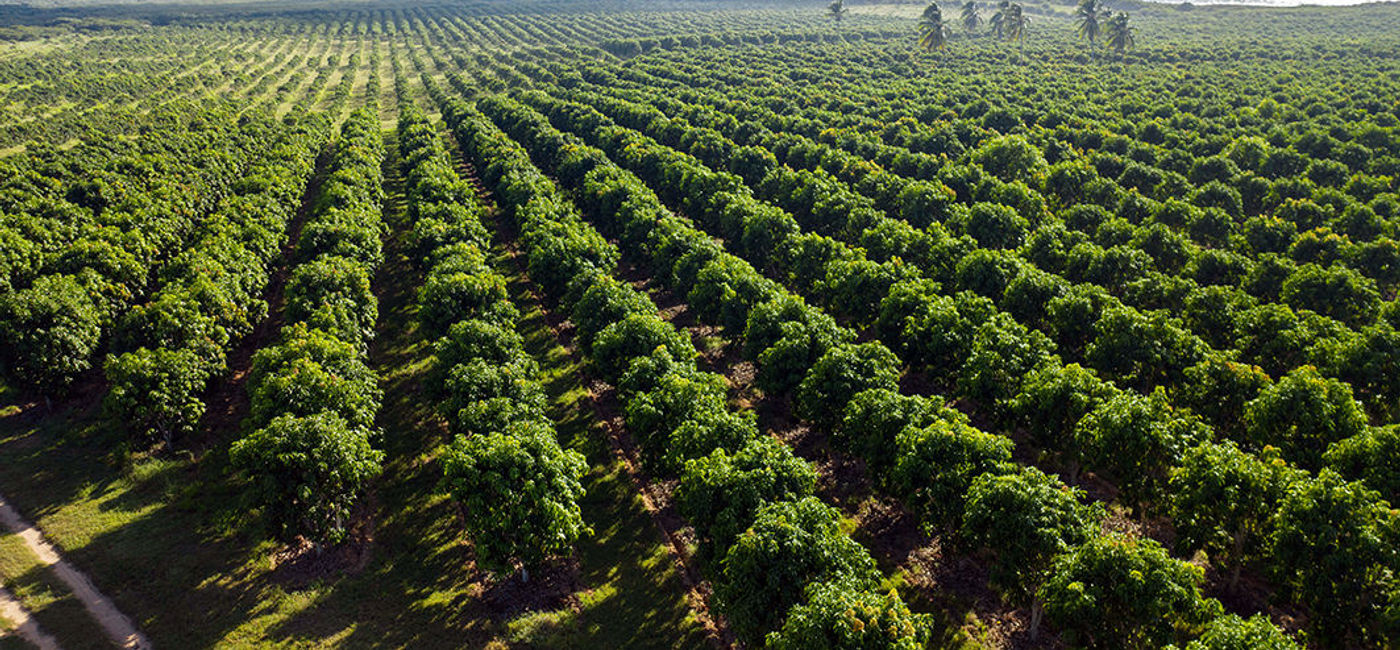 Image: Maritime Travel has partnered with Trees4Travel to help clients balance their carbon footprint. ((photo via Xala))