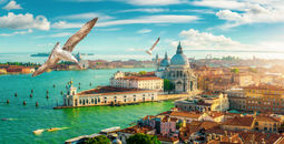birds, seagulls, Venice, Venezia, Italy