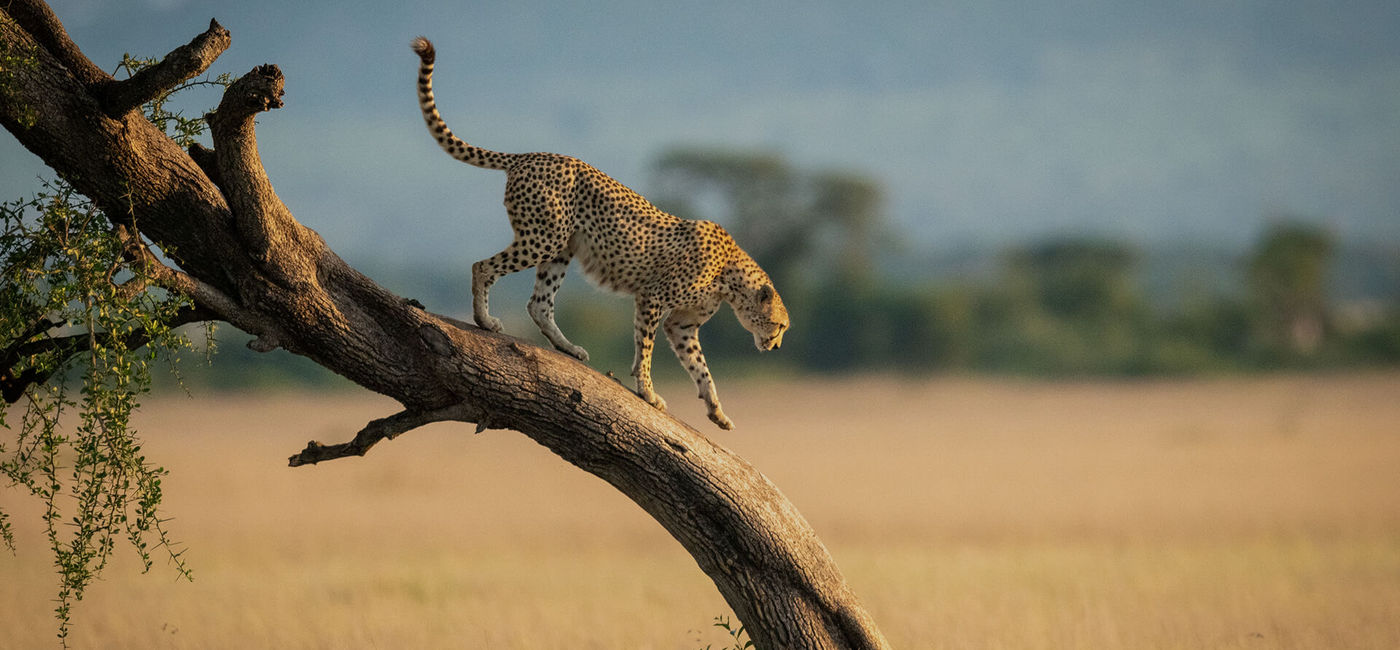 Image: PHOTO: Ker & Downey Africa expand into Asia. (photo courtesy of Ker & Downey Africa)