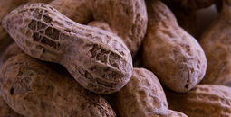 Peanut and food allergy