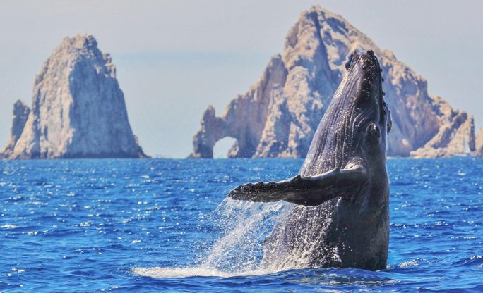 Whale watching in Los Cabos