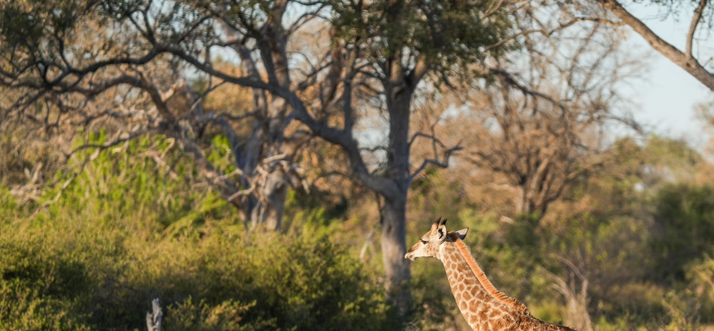 Image: The Giraffe Suite will be among the many highlights. (Photo Credit: Lauren Breedlove)