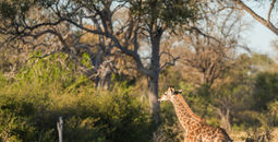 Botswana, Africa, Giraffe, Safari