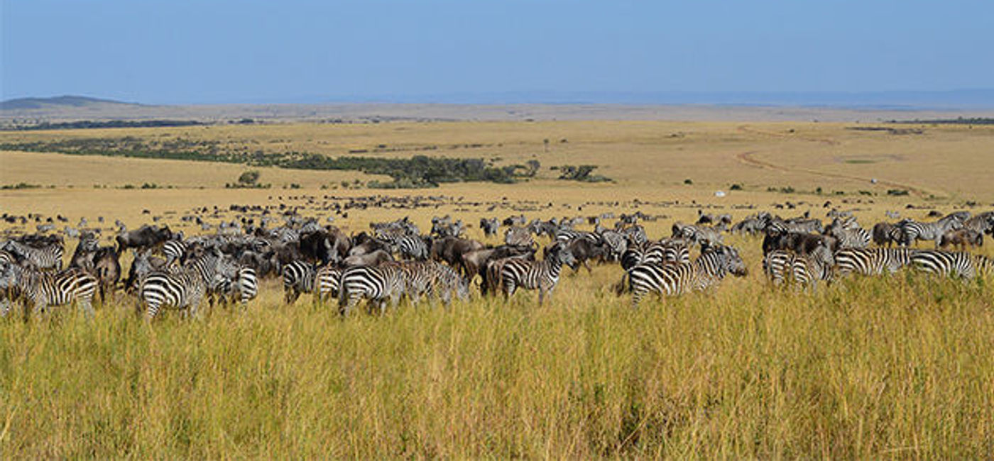 Image: PHOTO: Zebras, Masai Mara (photo via Pixabay/Lafesta)
