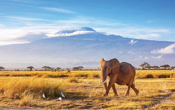 Goway Travel sponsored elephant