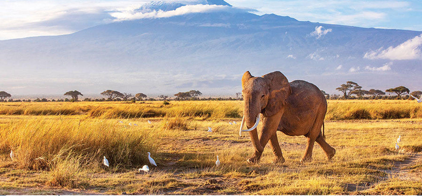 Image: Goway Travel wants travel agent partners to help name the young elephant it is sponsoring in Kenya. (Goway Travel)