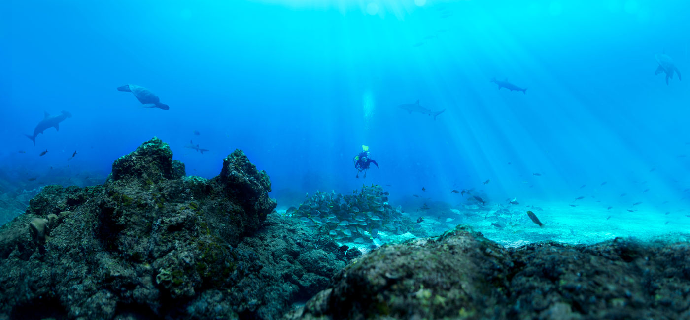 Image: A diver swims above a coral reef off the coast of San Cristobal.  (Photo Credit: Ecuador Travel)