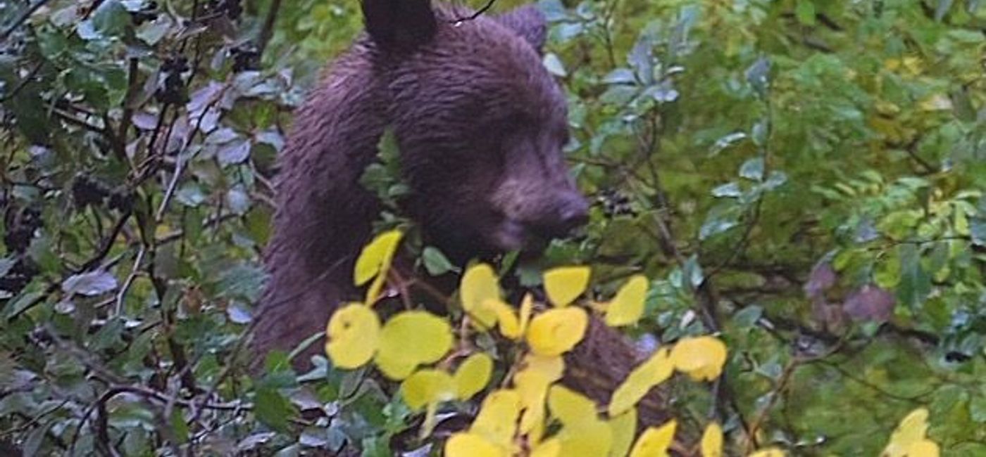 Image: PHOTO: Black Bear in Grand Teton National Park. (photo by Mia Taylor)