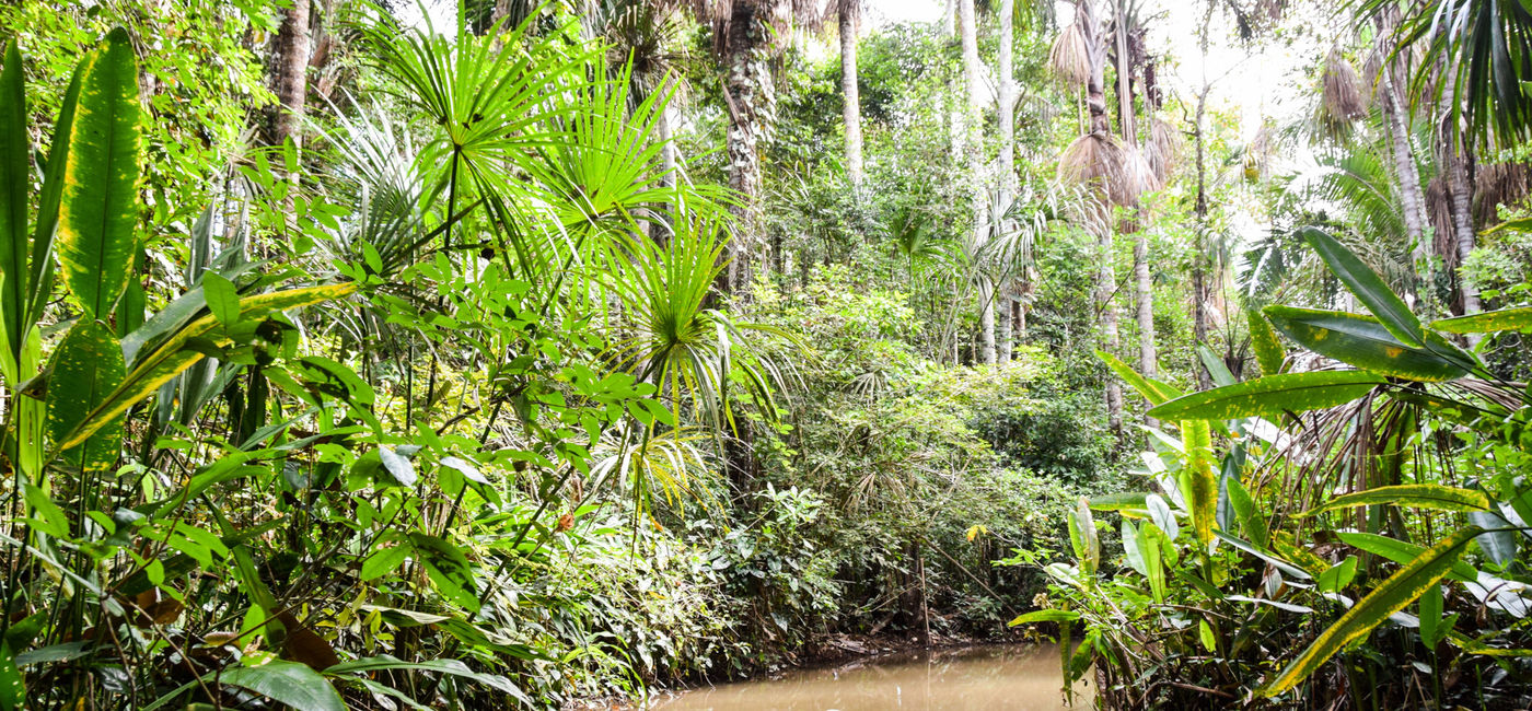 Image: Lake Sandoval, the Amazon, Peru. (Photo by Lauren Breedlove)