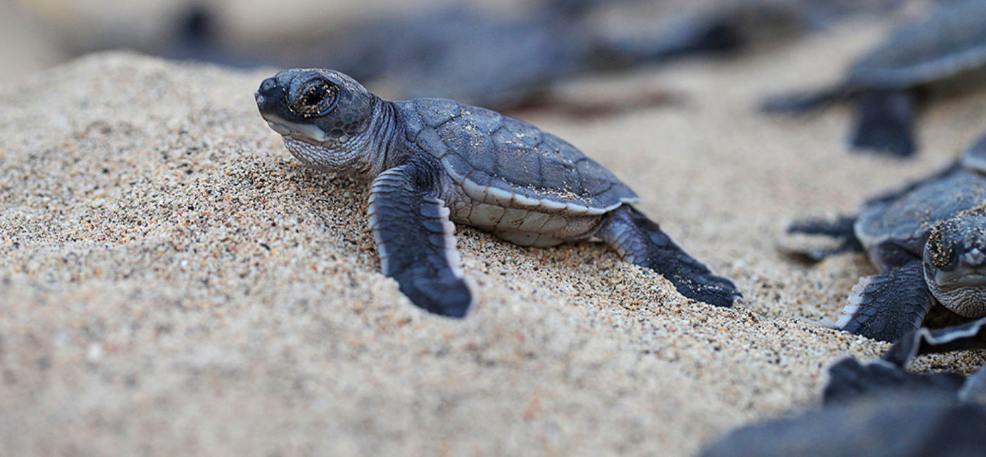 Image: Escape to the Riviera Nayarit and free the sea turtles at El Naranjo Turtle Camp. (photo via Riviera Nayarit Convention & Visitors Bureau) ((photo via Riviera Nayarit Convention & Visitors Bureau))