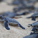 Riviera Nayarit, sea turtle, baby sea turtle