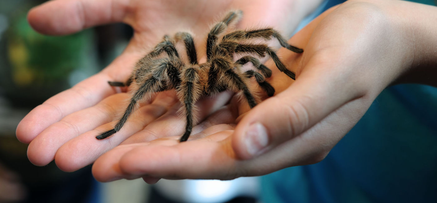 Image: PHOTO: The man described himself as  'passionate about insects.' (photo via Freder/E+)