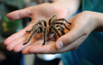 A tarantula up close