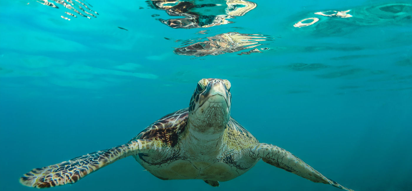 Image: A sea turtle swims in the Caribbean. (photo via Atlas Ocean Voyages) ((photo via Atlas Ocean Voyages))