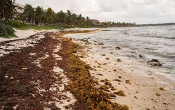 Sargassum collecting on the beaches of the Mexican Caribbean. 