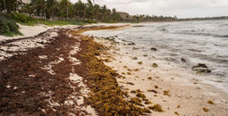 Sargassum collecting on the beaches of the Mexican Caribbean. 