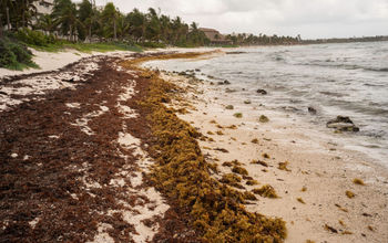 Sargassum collecting on the beaches of the Mexican Caribbean. 