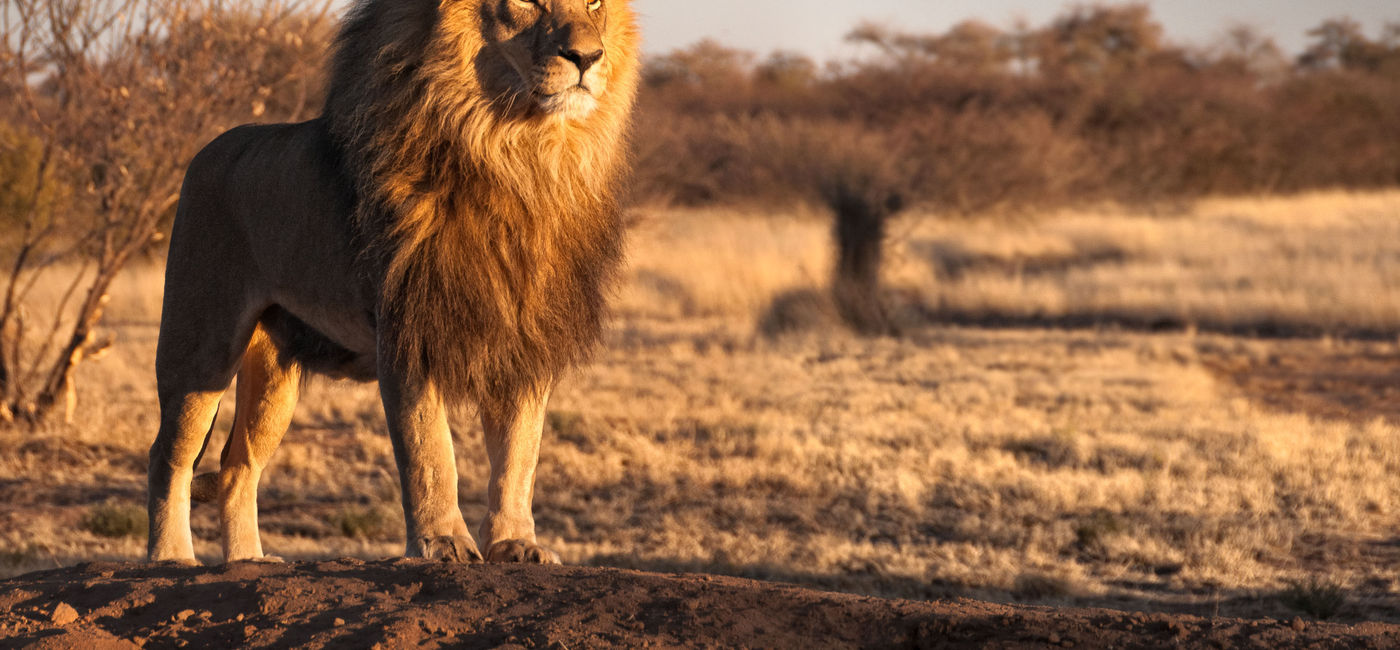 Image: PHOTO: Scene on an African safari (Photo via iStock / Getty Images Plus / Andrew_Deer)