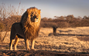 African lion surveying the savannah