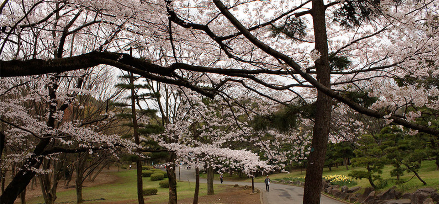 Image: PHOTO: Locals come to Yoyogi Koen to unwind. (Photo via Flickr.com/angelicalbite)