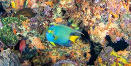 Fluorescent queen angelfish in Tobago