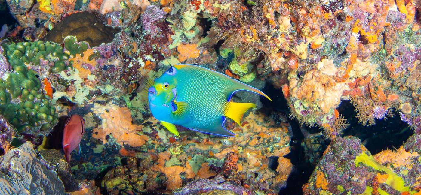 Image: Fluorescent queen angelfish in Tobago (Photo Credit: Tobago Tourism)