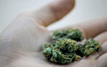 Marijuana