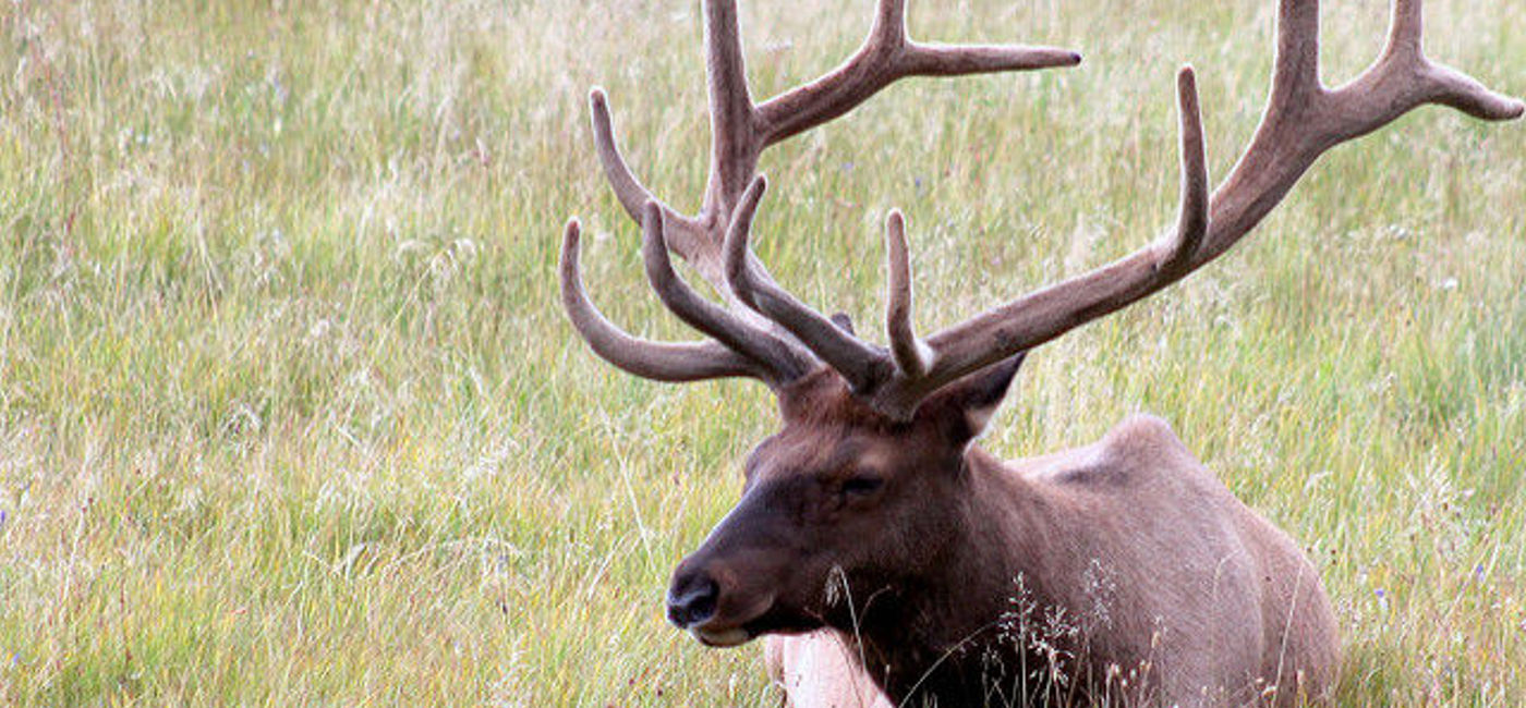 Image: PHOTO: An elk calf crashes a golf course in Sweden. (photo via Flickr/Meer)
